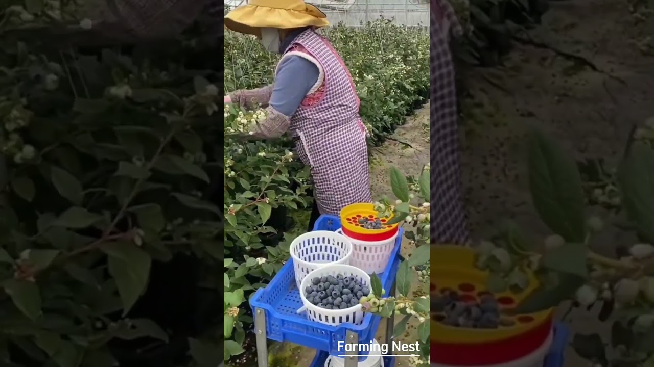 Blueberry Picking Secrets! 🫐 How to Pick Ripe Blueberries Like a Pro (Hand-Picking Tips!)