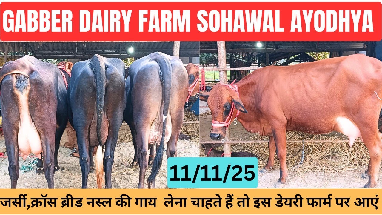 जर्सी, क्रॉस ब्रीड नस्ल की गाय लेना चाहते हैं तो, इस डेयरी फार्म पर आएं,Gabbar Dairy Farm Ayodhya 