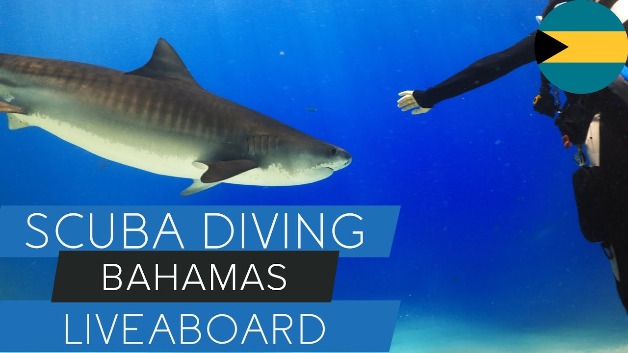 Bahamas Liveaboard: Tiger Sharks, Reefs & the Ultimate Dive Trip!