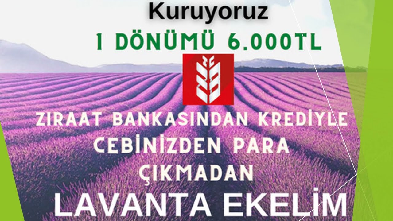 10 soruda Ziraat Bankası Lavanta Kredisi ve Lavanta Yetiştiriciliği