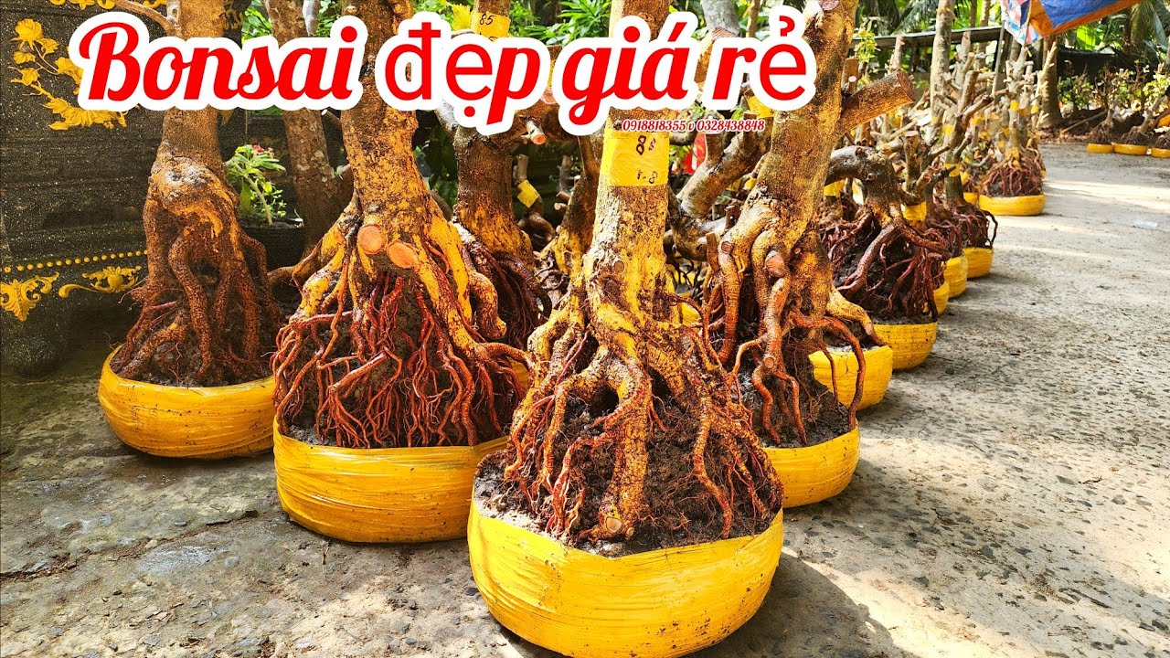 18/3 a Nên 0918818355 v 0328438848 phôi mai bonsai đế đẹp giá rẻ|MaivàngThanhTâm