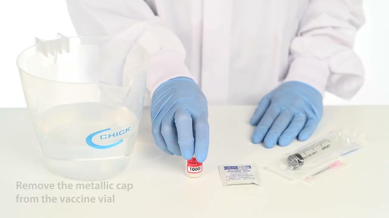 How to reconstitute freeze‑dried IB vaccine for spray application with blue dye (Step‑by‑step)