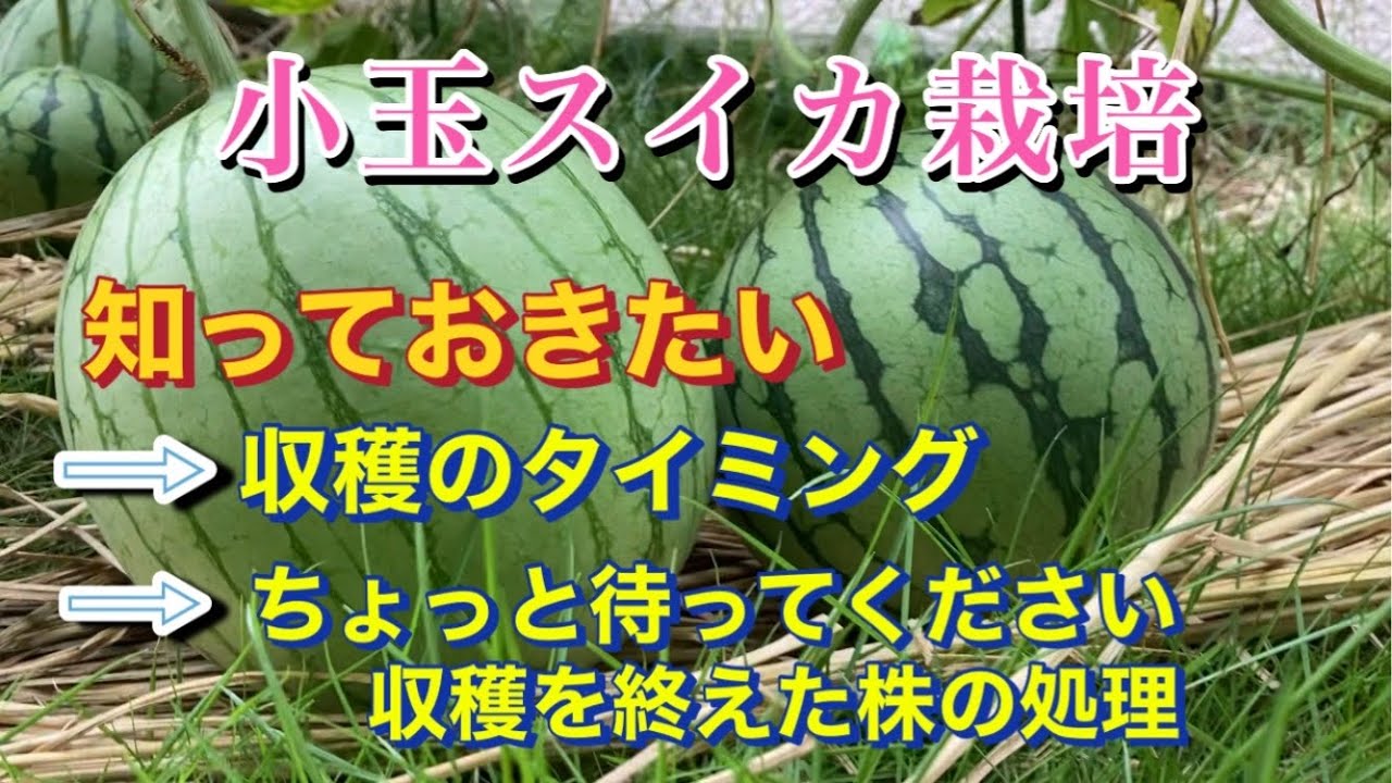 【小玉スイカ🍉栽培】(知っておきたい)収穫のタイミング、ちょっと待ってください、収穫を終えた株の処理、