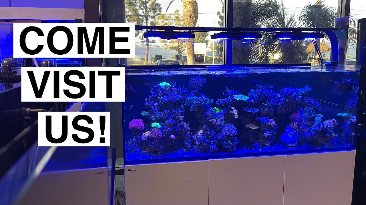 Welcome to the Reef Lounge!