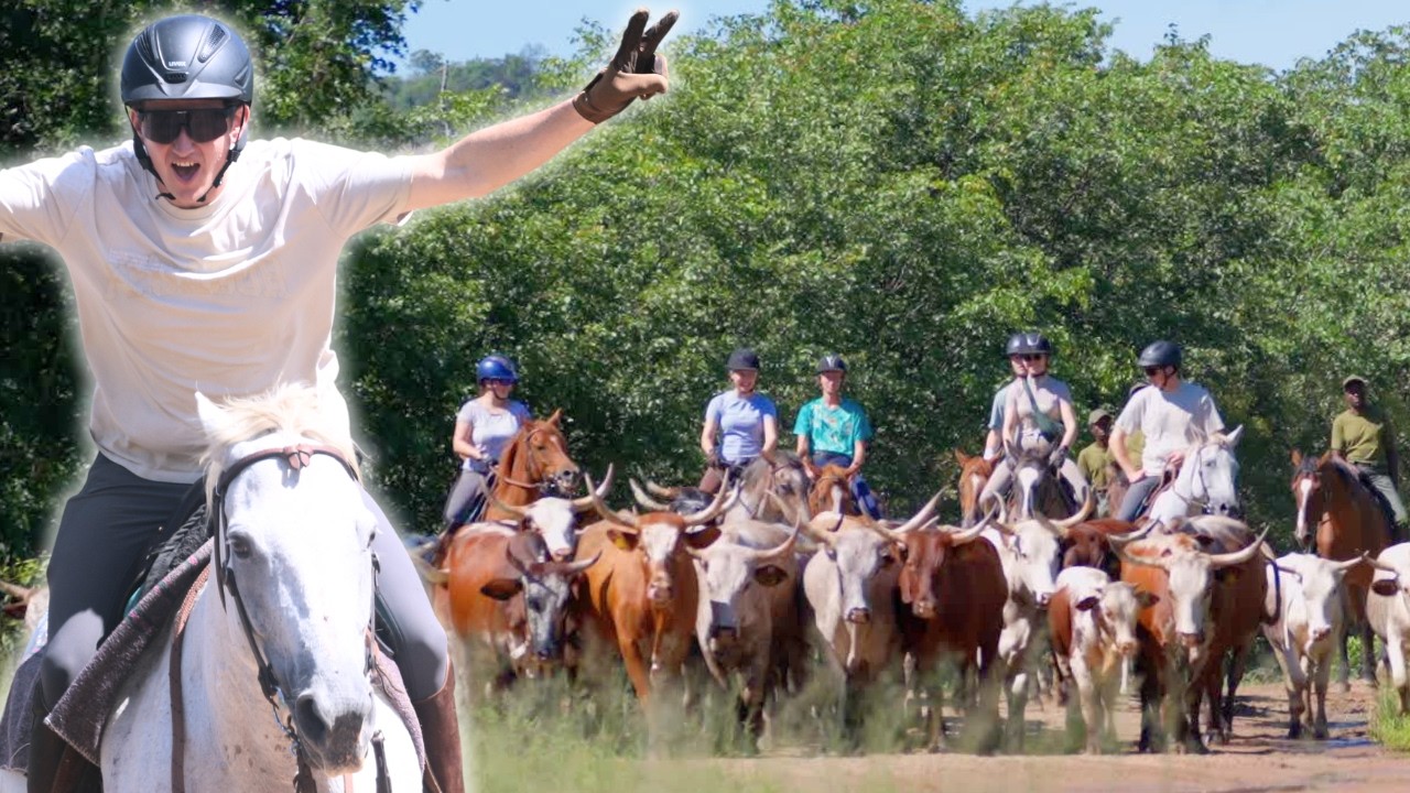 K&Uuml;HE TREIBEN in SIMBABWE!🐮
