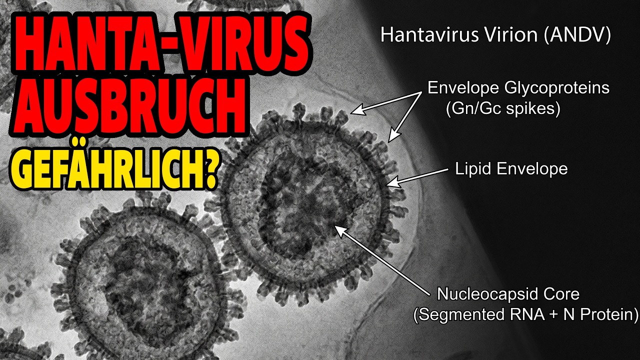 Hanta Virus Ausbruch - Wie gef&auml;hrlich ist die Situation?
