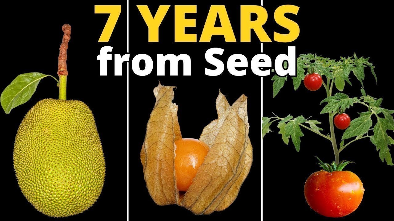 I Grew 18 Plants From Seed to Make this TIMELAPSE Compilation!