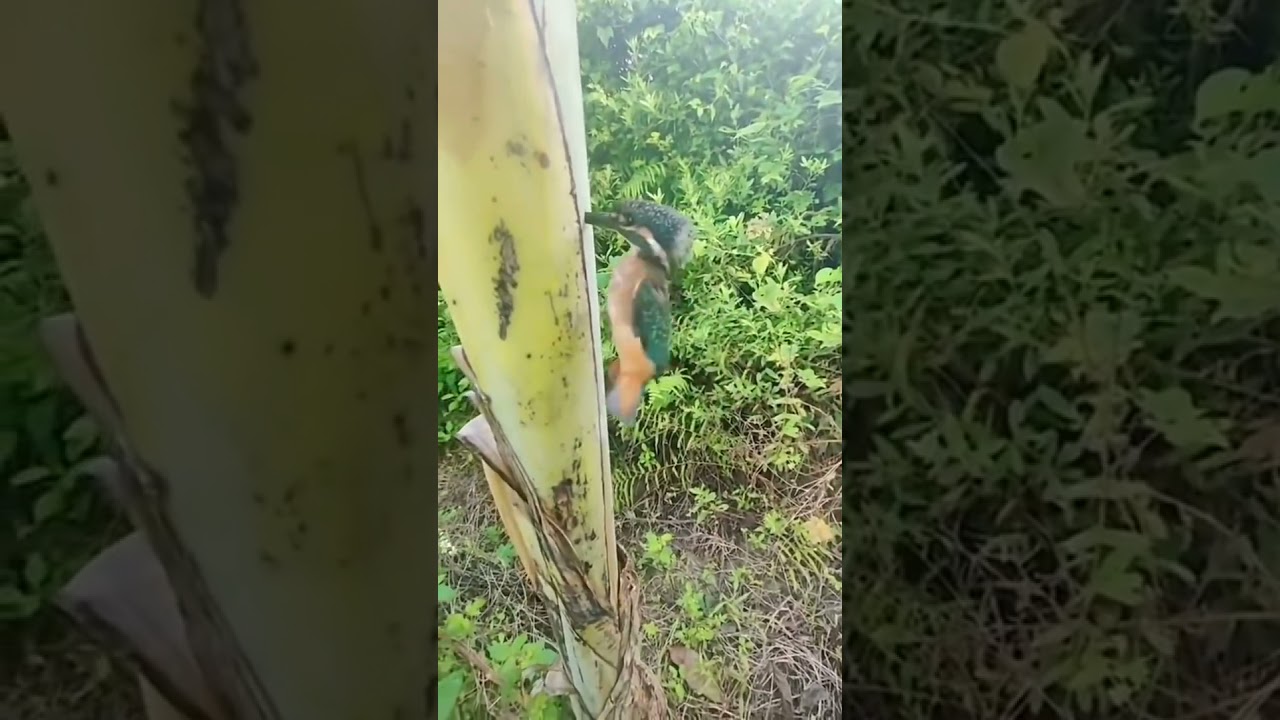 Burung Pelatuk Dhakim Aviary nancap di pohon pisang gak bisa lepas #shorts #dhakimaviary #irvanhakim