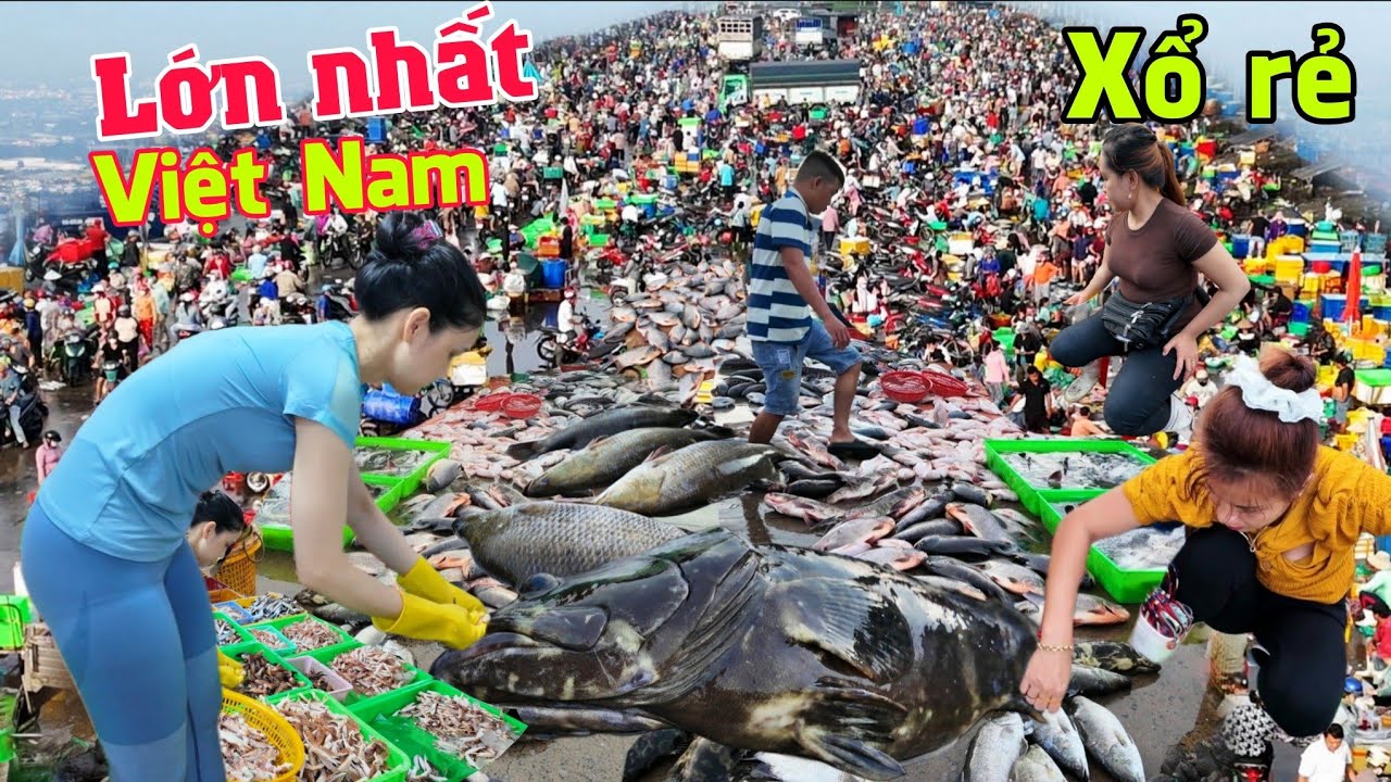 Khủng khiếp chen lấn mua tấn cá khủng xổ rẻ chợ đầu mối Lớn nhất Việt Nam