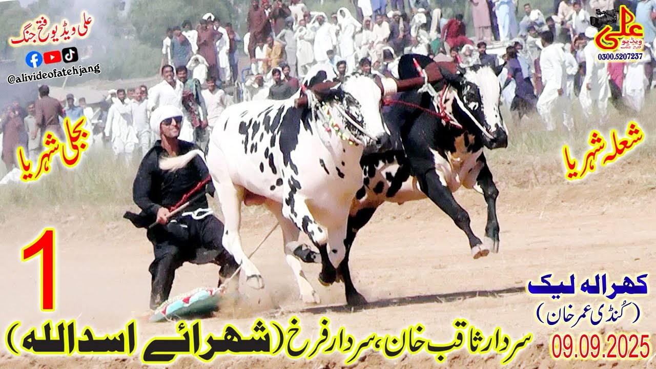 Bull race fateh jang 