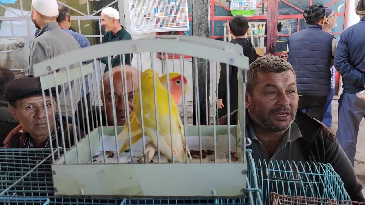 Тез көргүлө! КУШ БАЗАРДА эмне болуп жатат?