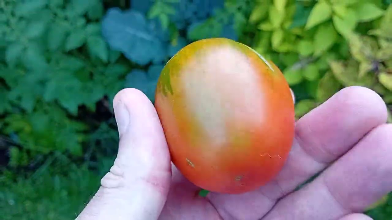 Tomates e pimentas#horta