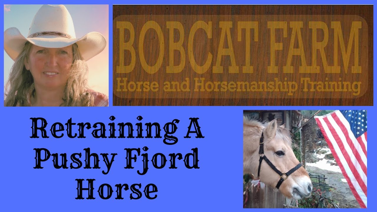 Retraining A Pushy Fjord Horse