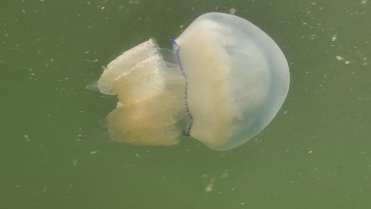 De Wereld van het WAD - Kwal (Vo)