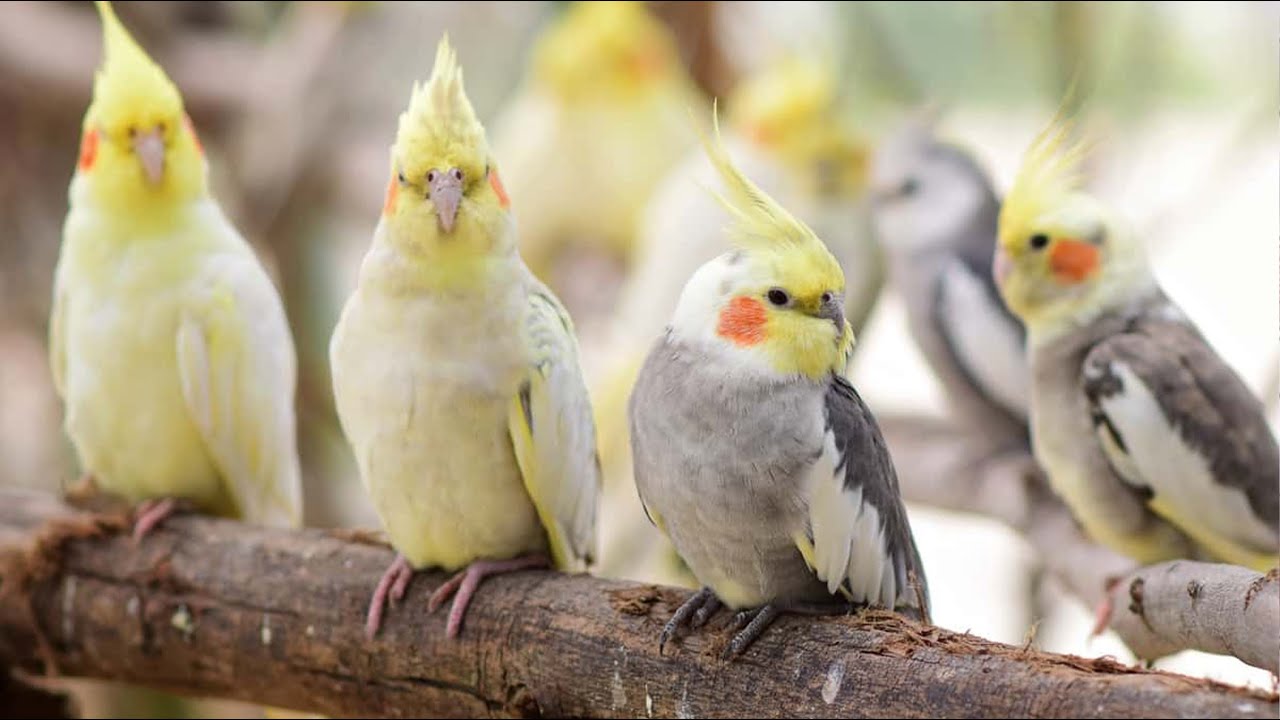 ساعة من تحفيز طيور الكوكتيل على التزاوج