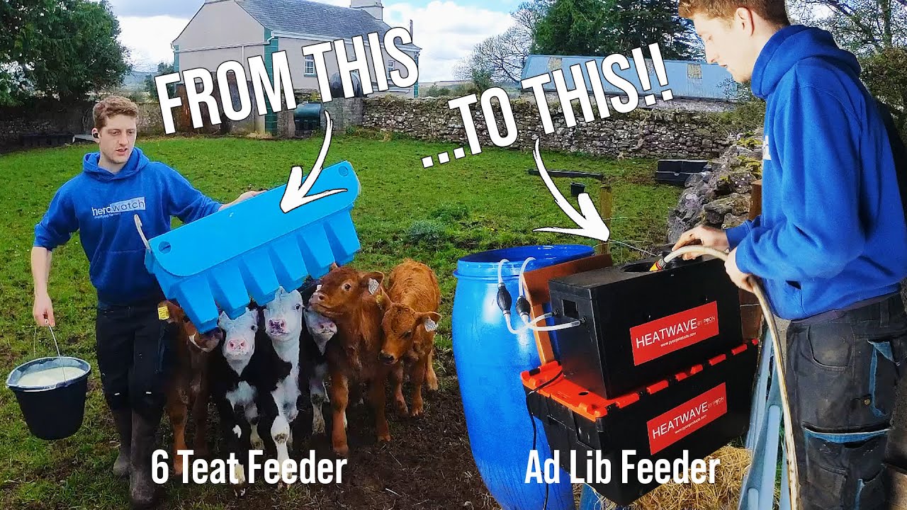 UPPING THE STOCK NUMBERS ON THE FARM WITH SOME YOUNG CALVES TO REAR