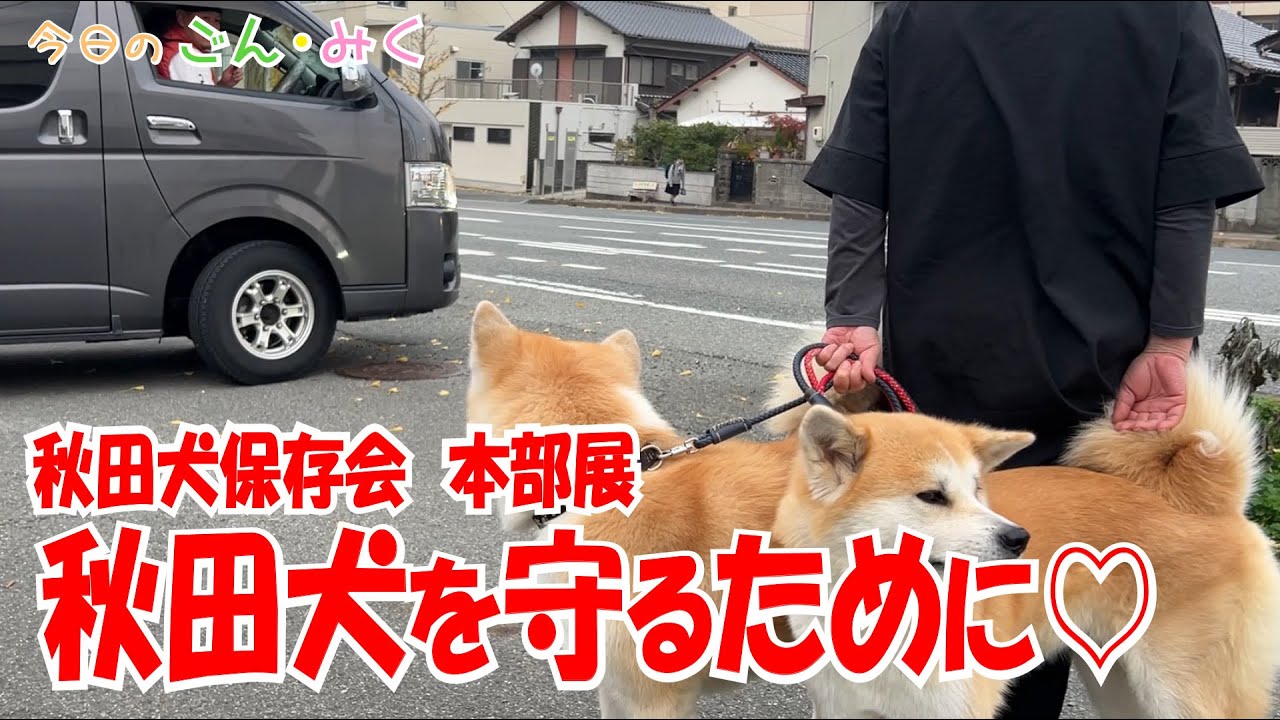 秋田犬保存会 本部展「秋田犬を守るために♡」今日のごん・みく　秋田犬【ごん・みく チャンネル】