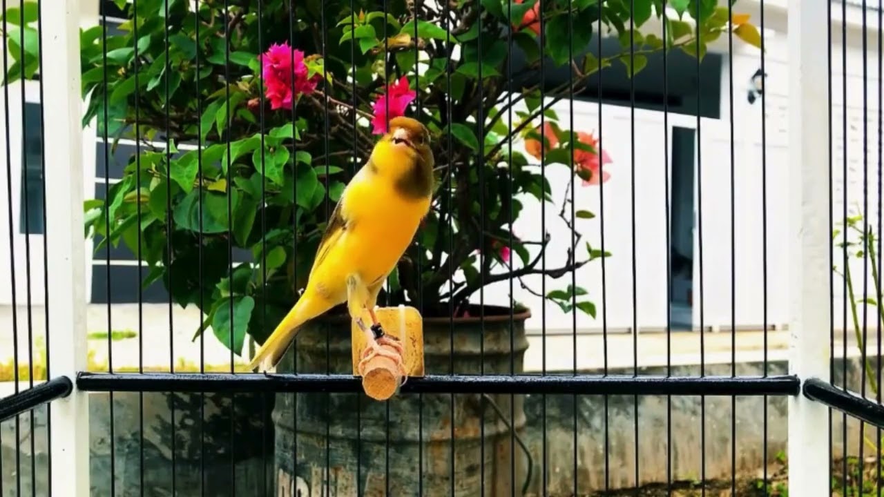 Belgian Canary Training Sound for Champion Canaries