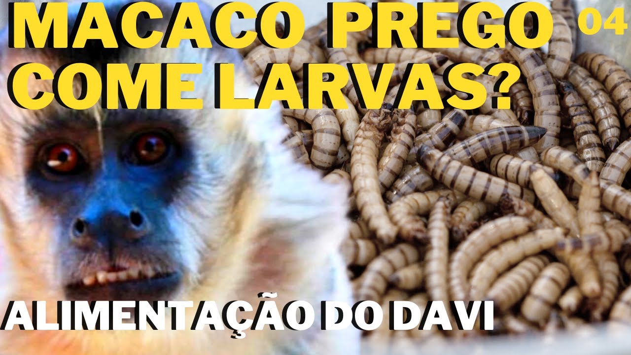 MACACO PREGO COME LARVAS?😖 | ALIMENTAÇÃO DO DAVI