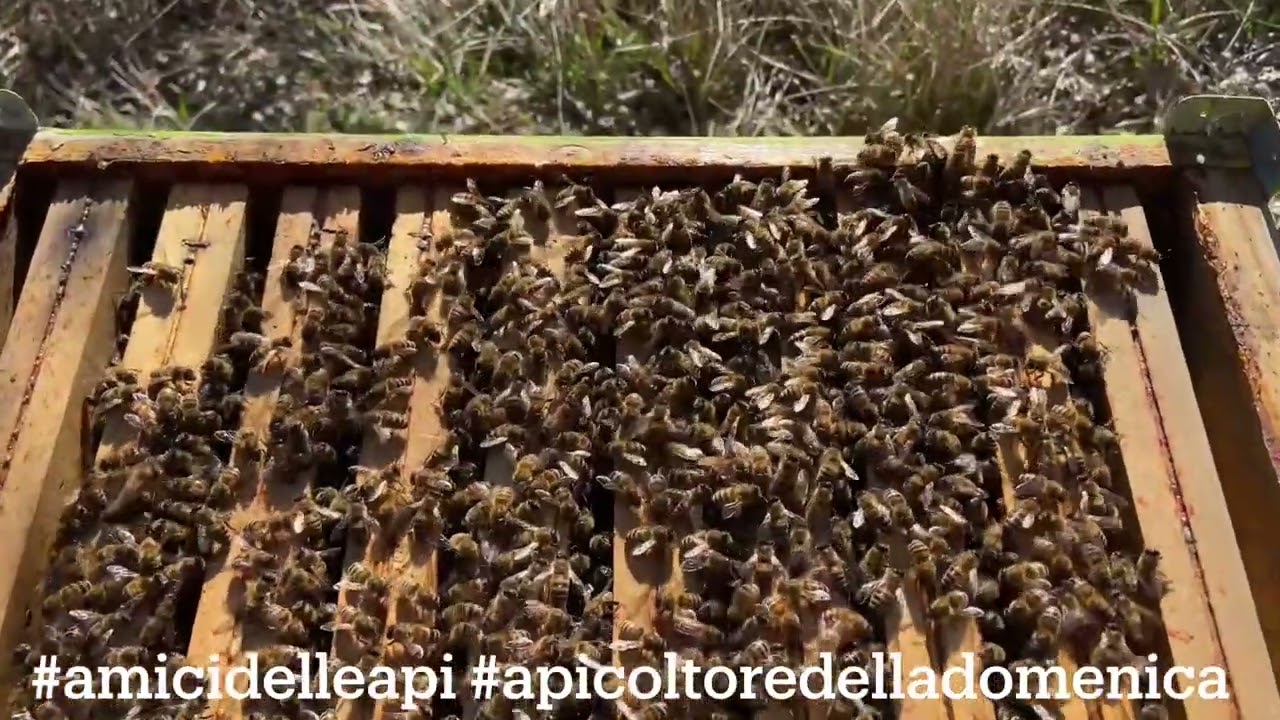 Api e temperature anomale