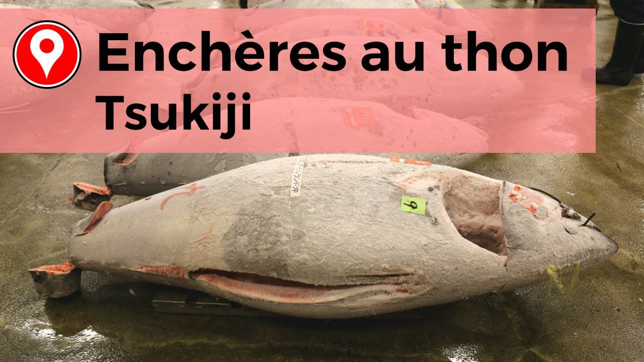 ENCHERES AU THON TSUKIJI - FAIT AU JAPON