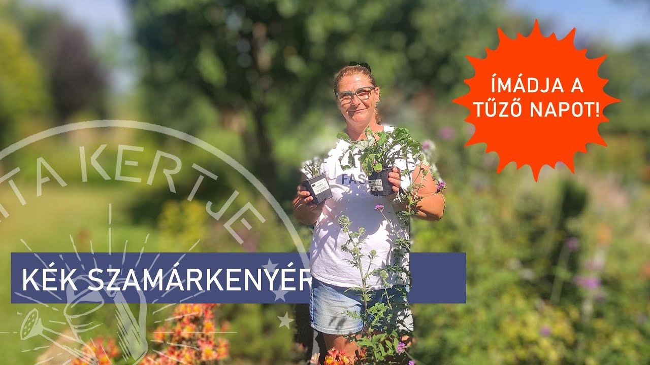 💧 Nem b&iacute;rj&aacute;k a n&ouml;v&eacute;nyeid a hős&eacute;get? Mutatok egyet, ami IM&Aacute;DJA! 😍 - a k&eacute;k szam&aacute;rkeny&eacute;r
