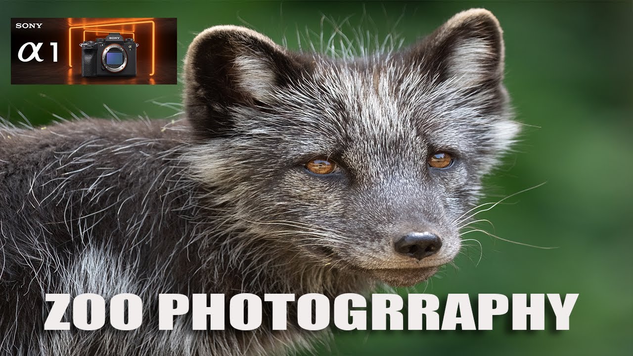 ZOO & BIRD PHOTOGRAPHY WITH THE SONY A1 & SONY 200-600MM LENS