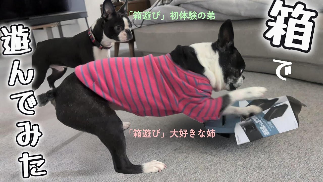 【ボストンテリア】はなこじ　姉はな、ザ・ボステリ！感満載。対照的な反応を見せる姉弟。こじの性格が分かったかも!?