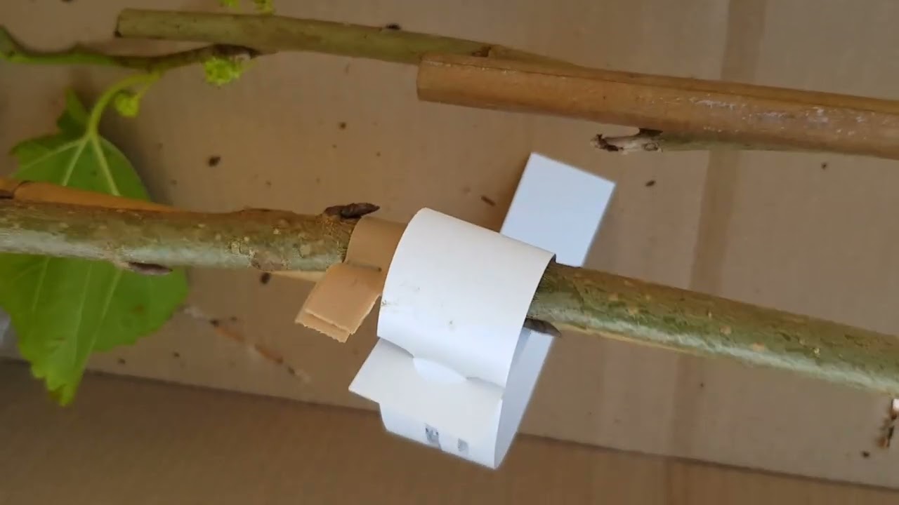 D&eacute;ballage Graines Baumaux