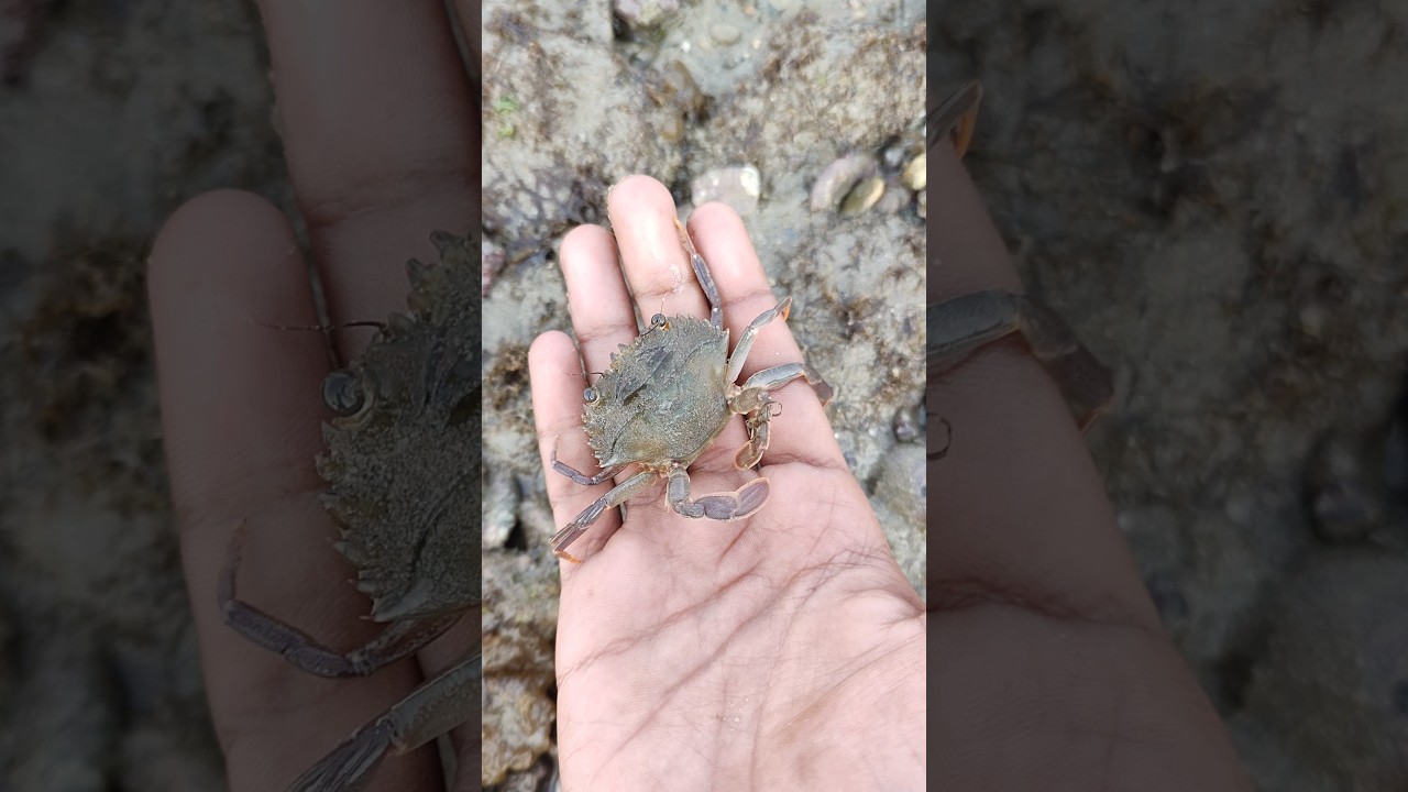 A crop True crabs , I saved it and left it in the water🦀🥺