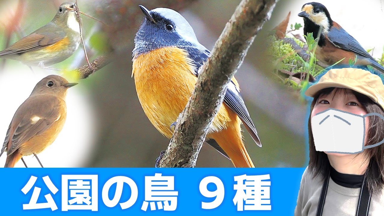 ジョウビタキ登場！公園は鳥がいっぱい♪【野鳥撮影vlog】