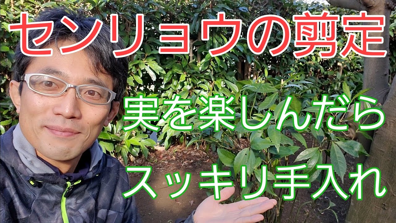 【千両(センリョウ)の剪定①】実を楽しんだら、スッキリお手入れ🍃✨