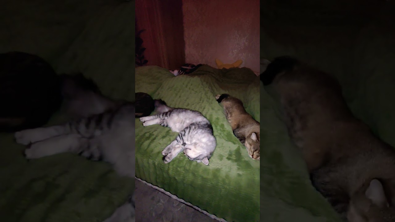 The Softest Night Guards Ever! 🐾🛌 