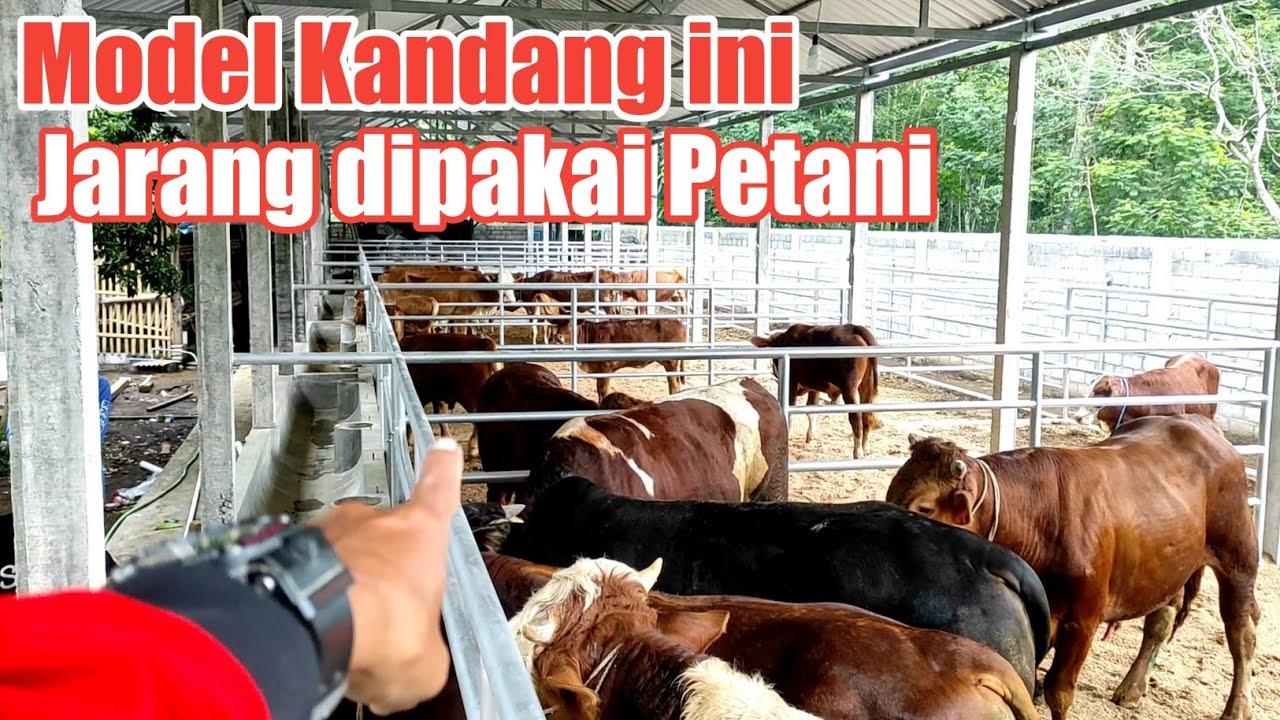 MODEL KANDANG SAPI LUAR NEGERI..?? Hari Pertama Penempatan Kandang Umbaran Ganda Putra