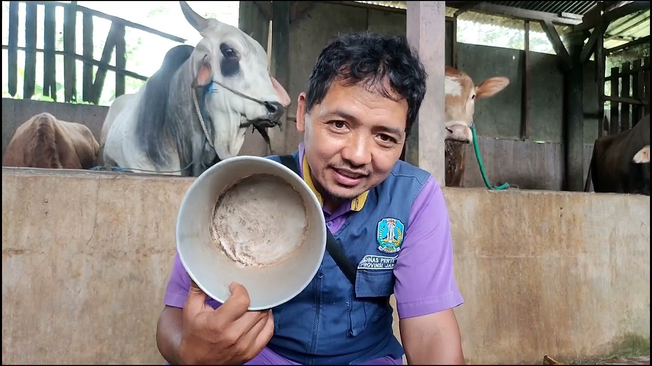 BETERNAK TANPA NGARIT,MUDAH DITERAPKAN PETERNAK MILENIAL,#sobatngarit#suksesternaksapi #edukasi #fyp
