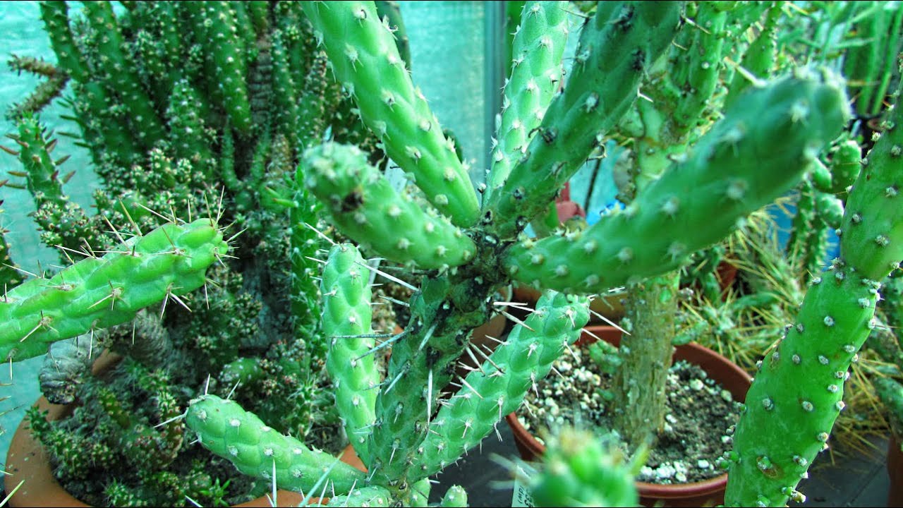 Black Sooty Mold on Cactus - the Causes, Prevention & Treatment