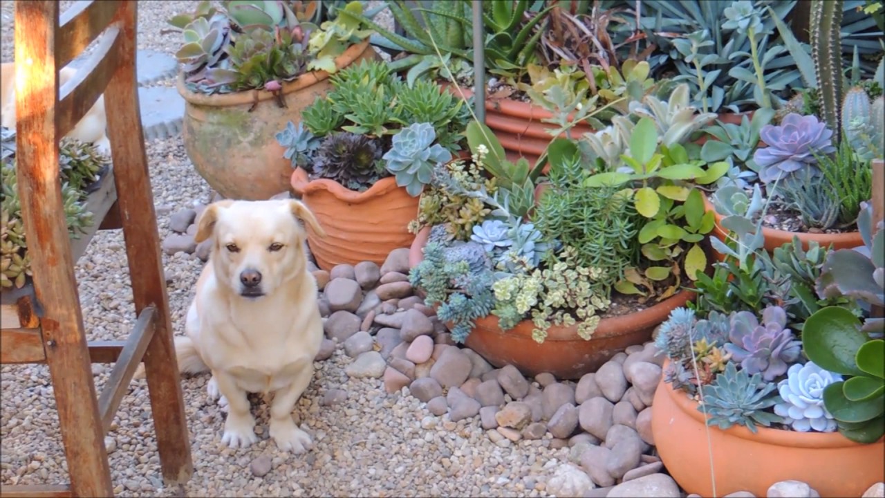 Intro Jardim de Cactus & Suculentas de Josi Cardoso