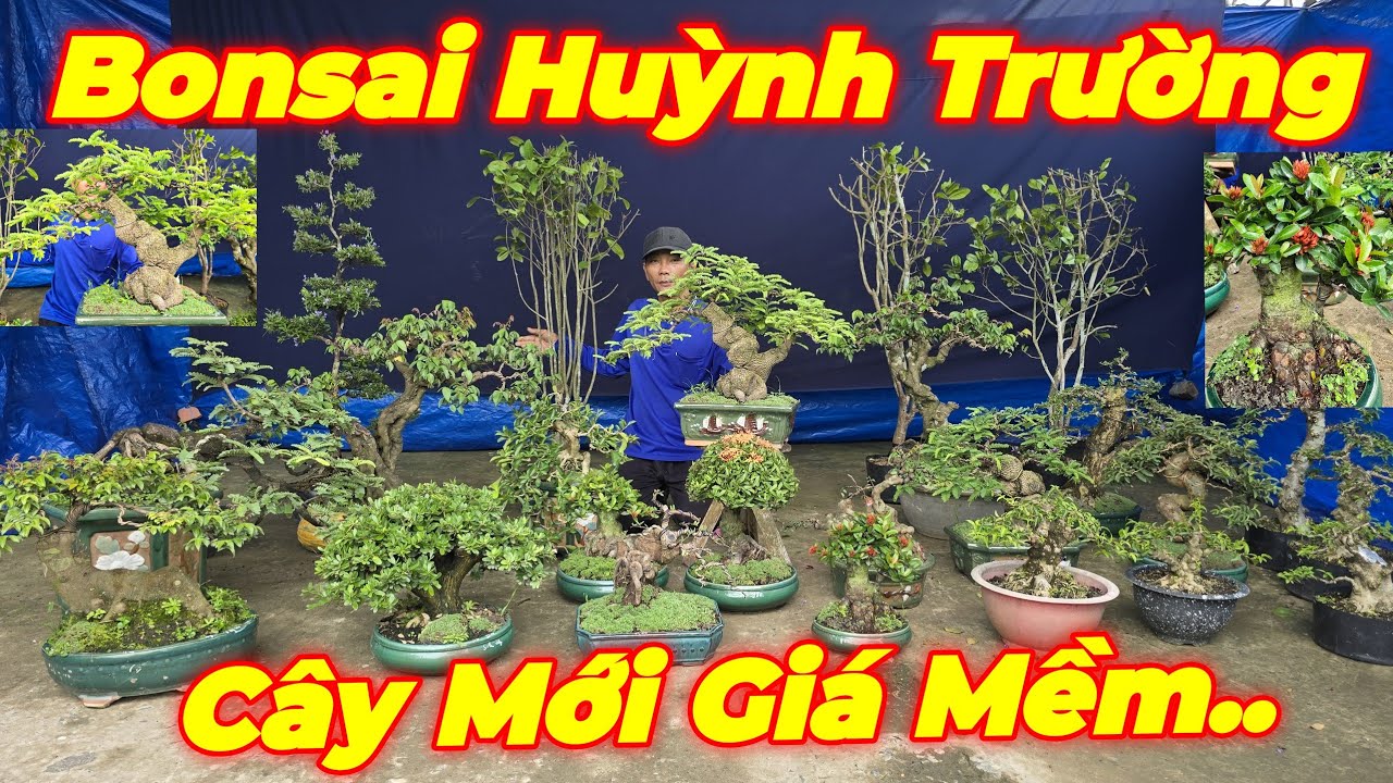 MR TRƯỜNG | #0939607312 | BONSAI ĐẸP ỔI TÀU, KHẾ NHẬT, MAI TỨ QUÝ, SAM, ME, TRANG SEN VÀNG, KHẾ GÂN.