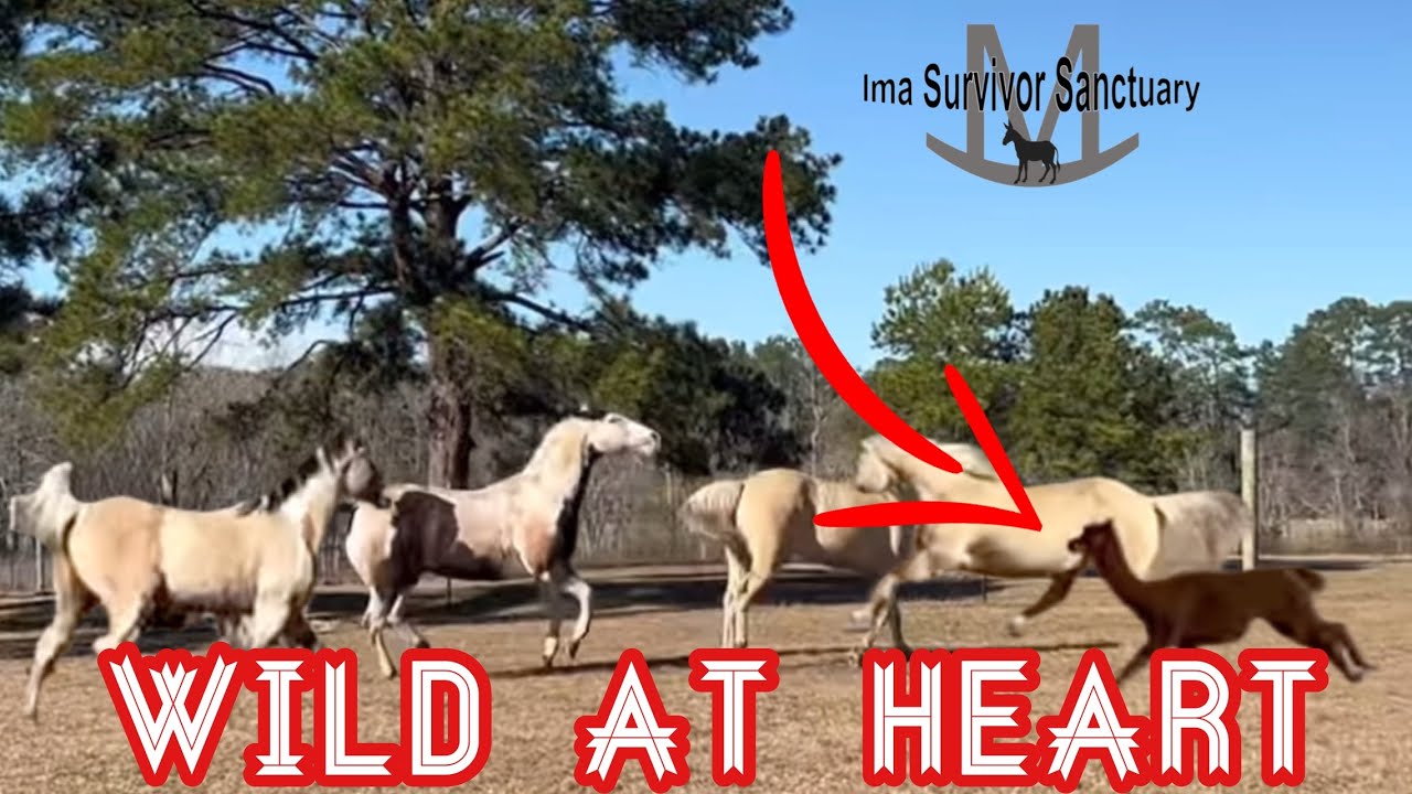 Rescue Horses Running Free!