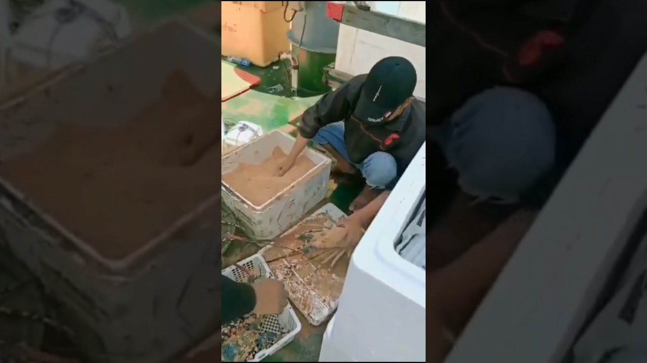 Budidaya Lobster Dari kepulauan Sembilan