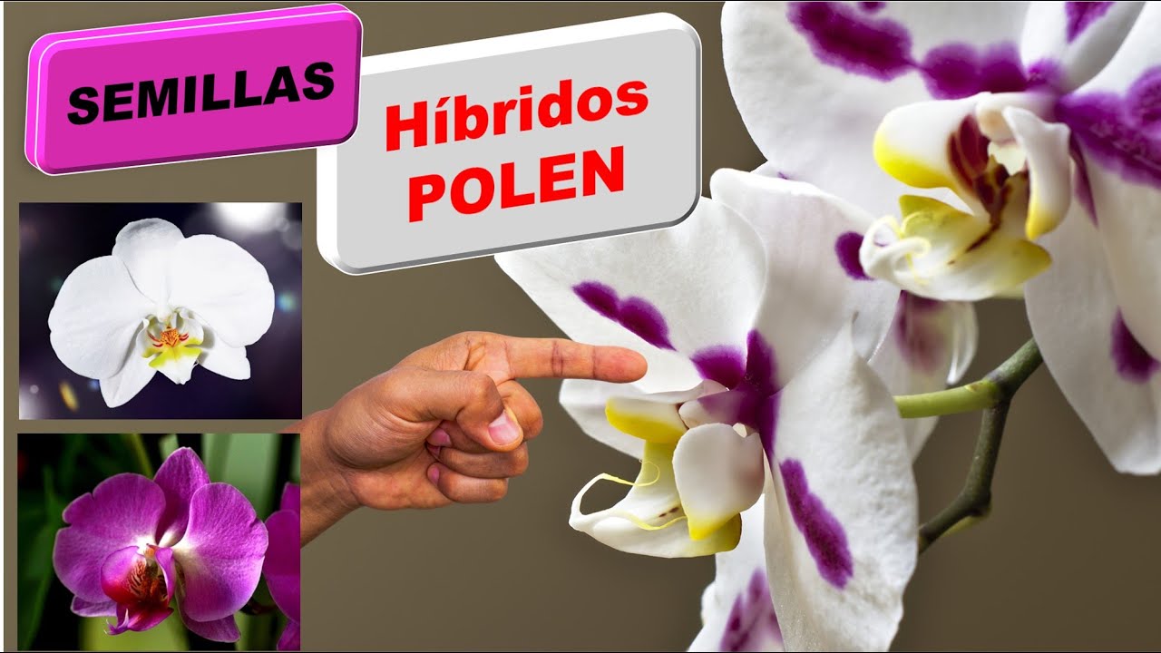 Como hacer hibridos de orquideas Phalaenopsis donde esta el polen #310