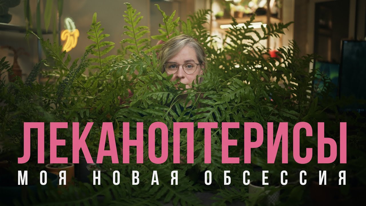 Леканоптерисы: необычные папоротники