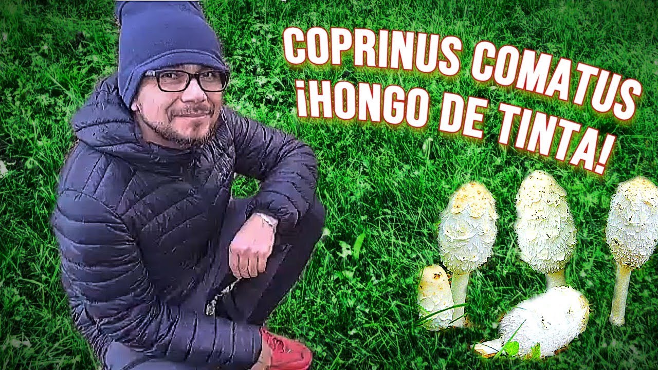 Coprinus comatus es una seta de tinta que se puede comer. ¡Receta al final!