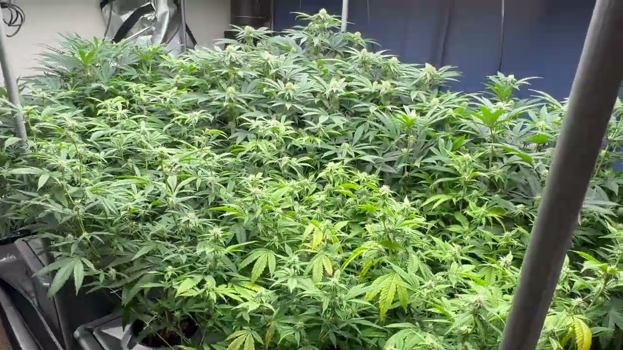 Alien Hydro RDWC | Week 4 Flowering Update | Defoliation for Airflow & Light Penetration