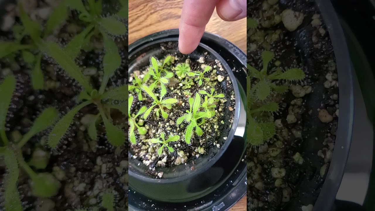 Drosera Adelae "giant" sundew propagation update