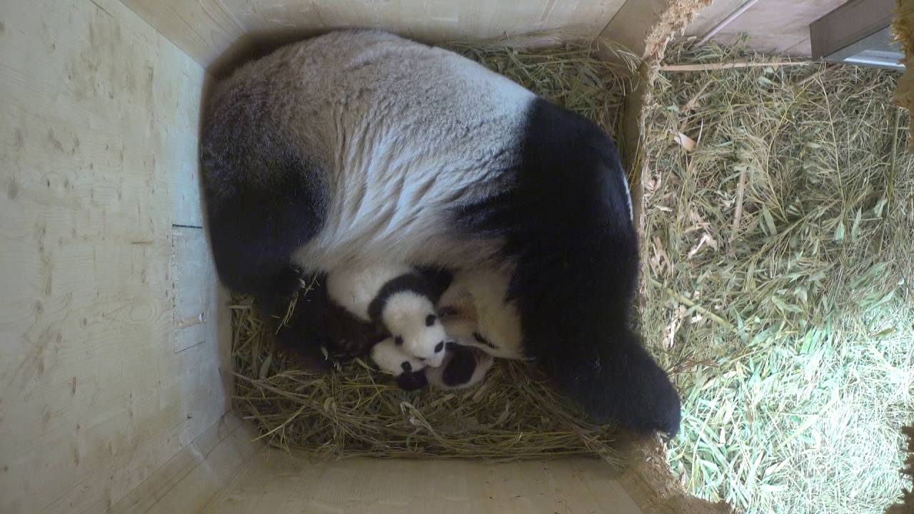Panda Twins Day 55 and 56