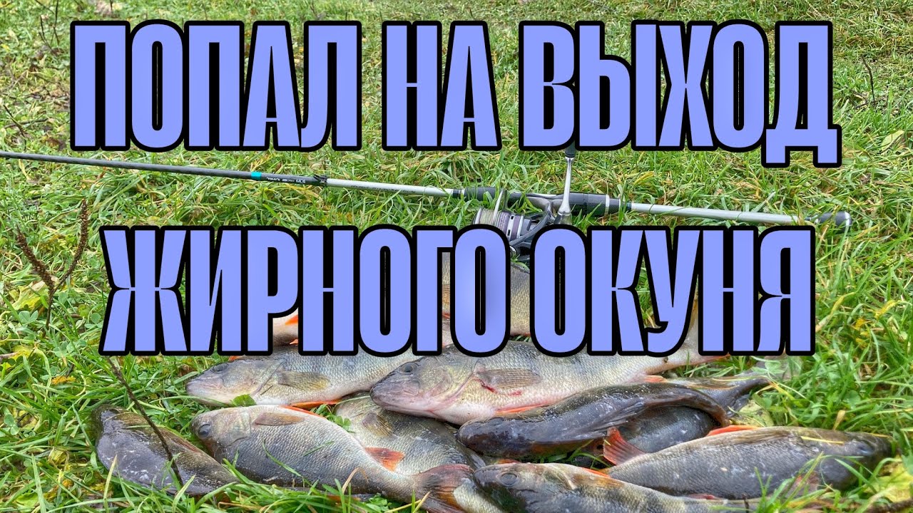 ПОПАЛ НА ВЫХОД ЖИРНОГО ОКУНЯ. ЛОВЛЯ ОКУНЯ НА СИЛИКОНОВЫЕ ПРИМАНКИ ОСЕНЬЮ. РЫБАЛКА НА СПИННИНГ.