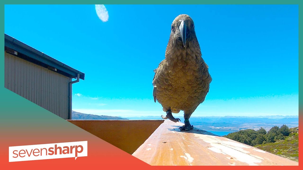 Dunedin family has holiday break hijacked by kea