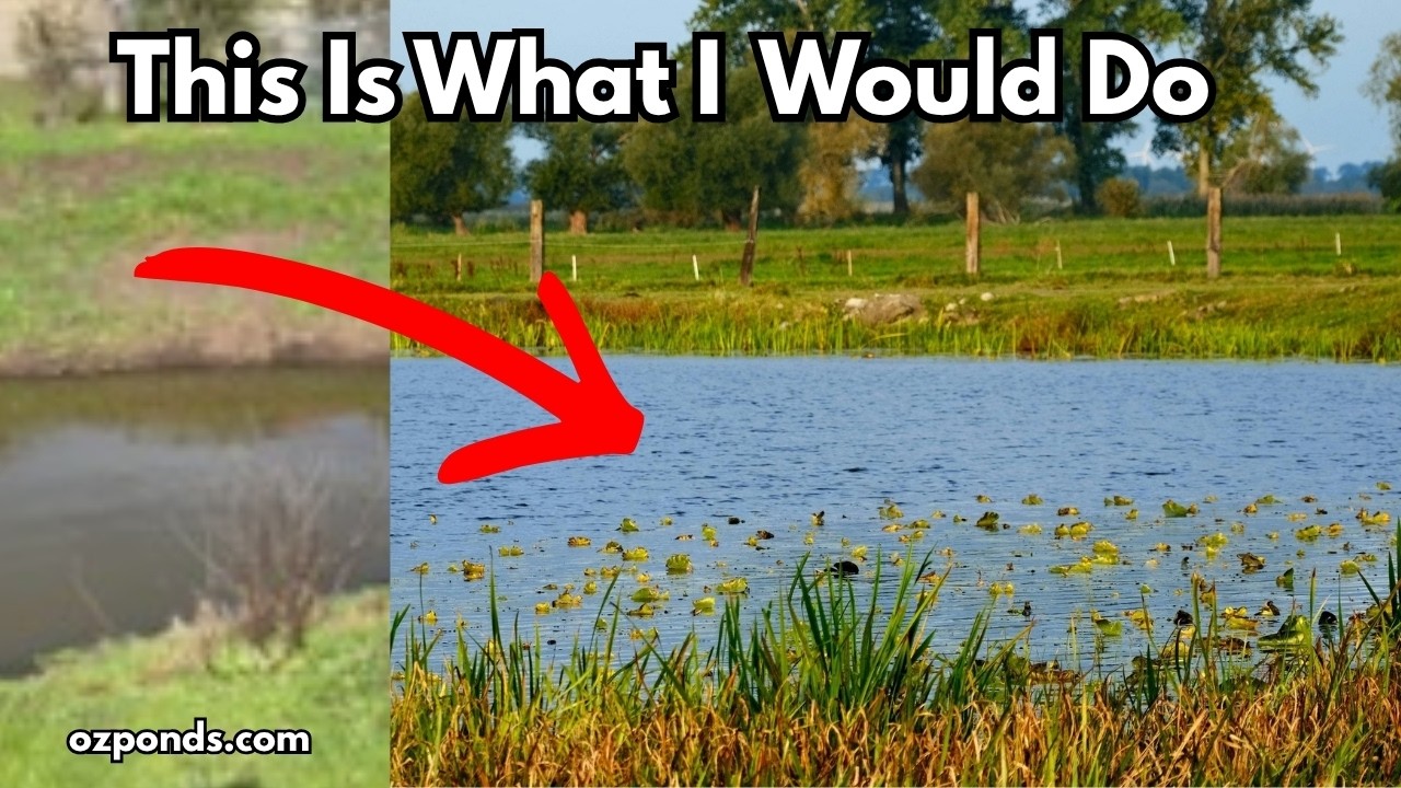 Turning an Old Farm Dam into a Healthy Natural Pond