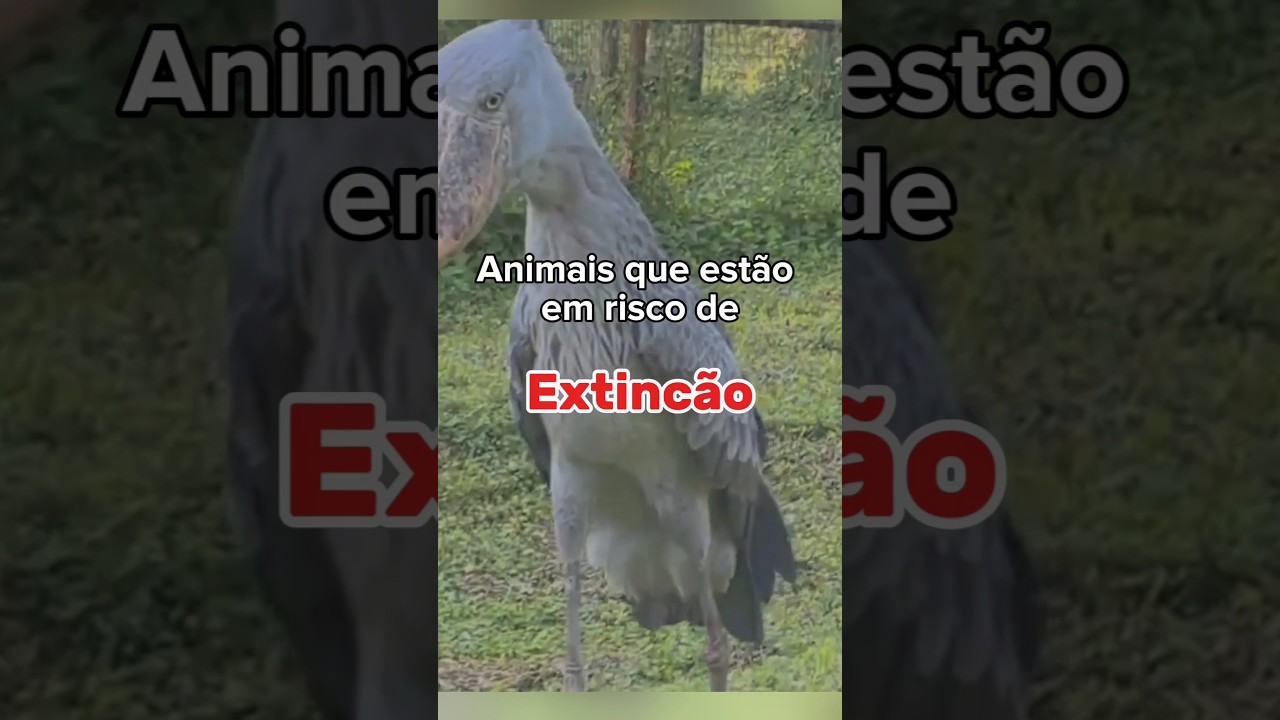 Animais que est&atilde;o em extin&ccedil;&atilde;o  #curiosidades #animais